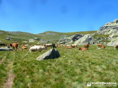 El Morezón - Sierra de Gredos; puente pilar;viajes fin de año;caminata rápida